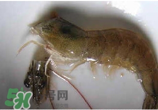 油燜大蝦怎么洗？油燜大蝦怎么清洗