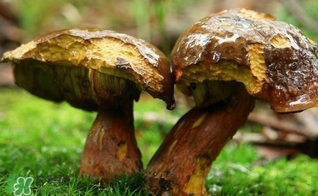牛肝菌有毒嗎？有毒牛肝菌圖片