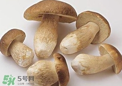 美味牛肝菌多少錢一斤？一斤牛肝菌多少錢？