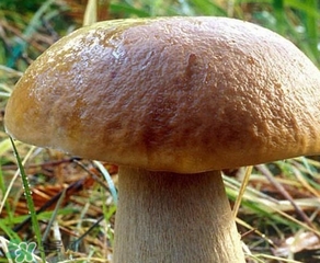 美味牛肝菌多少錢一斤？一斤牛肝菌多少錢？