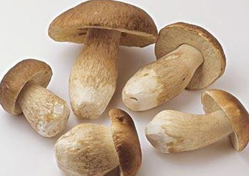 牛肝菌怎么吃？牛肝菌怎么做不會中毒