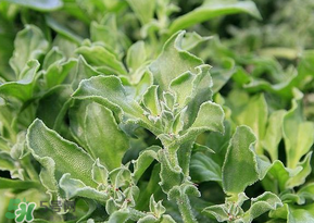冰菜是什么菜？冰菜和冰草一樣嗎？