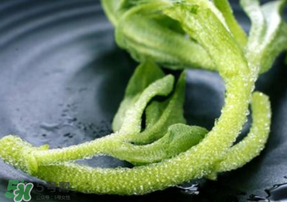 冰菜是什么菜？冰菜和冰草一樣嗎？