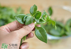 冰菜和穿心蓮是同一種菜嗎？冰菜和穿心蓮是一科嗎？