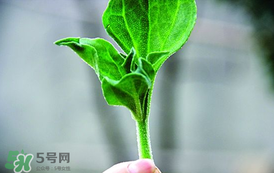 冰菜怎么吃？冰菜可以炒著吃嗎？