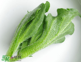 冰菜怎么吃？冰菜可以炒著吃嗎？