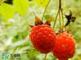 刺泡怎么吃？刺泡使用方法