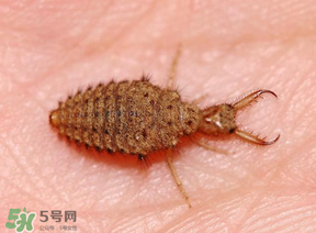 蟻獅價(jià)格多少錢一斤？蟻獅多少錢一克？