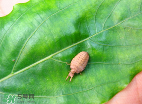 蟻獅價(jià)格多少錢一斤？蟻獅多少錢一克？