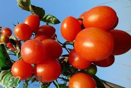 怎樣種植小番茄？小番茄怎么種