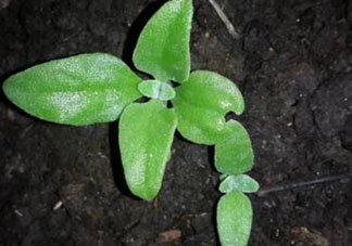 冰菜是什么菜？冰菜和冰草一樣嗎？