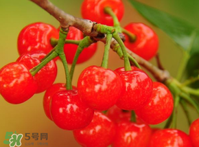 櫻桃可以帶上飛機嗎？坐飛機可以帶櫻桃嗎？