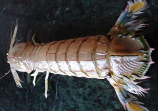 爬蝦蒸還是煮？爬蝦蒸好還是煮好？