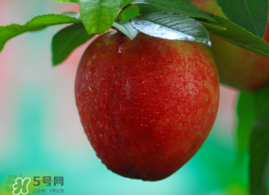 油桃多少錢一斤？油桃多少錢一斤2017？