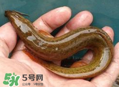 泥鰍如何養(yǎng)？野生泥鰍怎么養(yǎng)