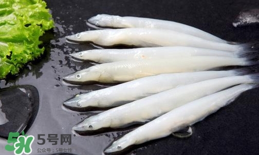 面條魚(yú)是什么魚(yú)？面條魚(yú)是海水魚(yú)嗎