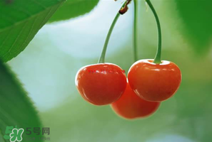 吃櫻桃會醉嗎？櫻桃吃多了會醉嗎？