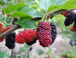 覆盆子是桑葚嗎？覆盆子和桑葚的區(qū)別