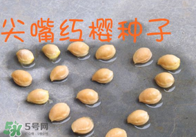 櫻桃籽怎么種小盆栽？櫻桃籽可以種植嗎？
