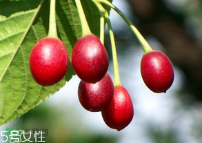 櫻桃籽有毒嗎？櫻桃籽能吃嗎？
