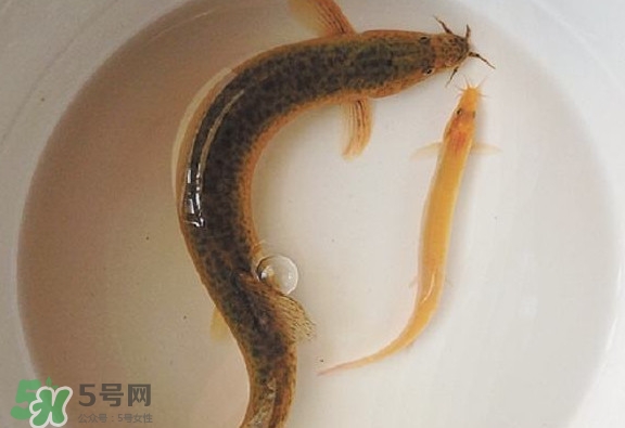 怎么處理泥鰍？泥鰍怎么處理干凈
