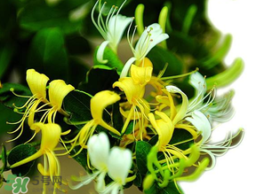 金銀花什么時(shí)候采摘最好？金銀花幾月份采摘？