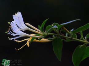 金銀花不能和什么一起吃？金銀花和什么相克？