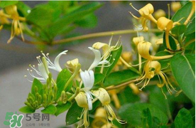 金銀花不能和什么一起吃？金銀花和什么相克？