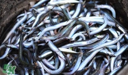 面條魚怎么炸？炸面條魚的做法