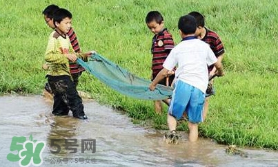 泥鰍怎么抓？泥鰍怎么捉