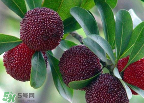 楊梅為什么有蟲子？楊梅有蟲能吃嗎？
