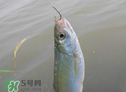白條魚怎么釣？如何釣白條魚技巧