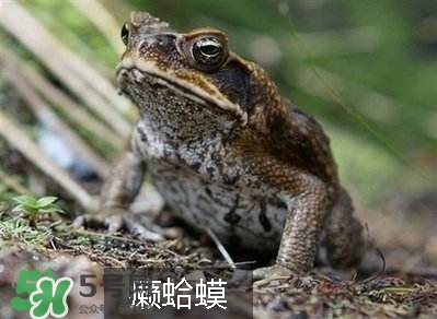 田雞是癩蛤蟆嗎？田雞和癩蛤蟆的區(qū)別