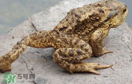 蟾蜍能吃嗎？蟾蜍能不能吃