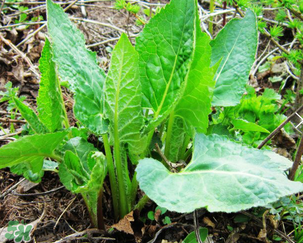 大耳毛野菜怎么吃？大耳毛野菜的做法