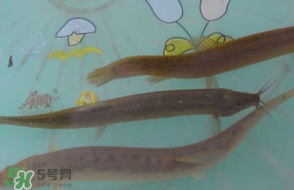 泥鰍有幾種？泥鰍品種大全