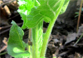 大耳毛野菜怎么吃？大耳毛野菜的做法