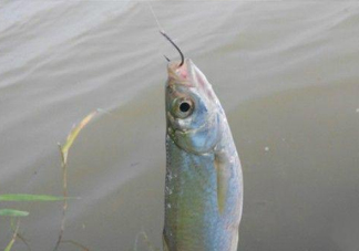 白條魚怎么釣？如何釣白條魚技巧