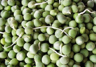 新鮮豌豆發(fā)芽了能吃嗎？豌豆發(fā)芽了還能吃嗎？