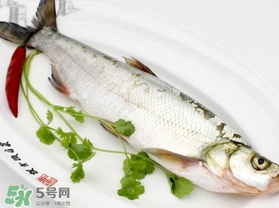 白條魚怎么釣？如何釣白條魚技巧