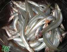 面條魚有什么營養(yǎng)？面條魚營養(yǎng)價值