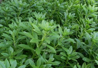 救心菜可以泡茶喝嗎？救心菜能泡水喝嗎？