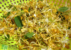 剛摘的金銀花能泡水喝嗎？剛摘的金銀花怎么處理？