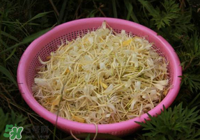 剛摘的金銀花能泡水喝嗎？剛摘的金銀花怎么處理？