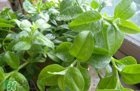 哪些人不可以吃救心菜？什么人不能吃救心菜？