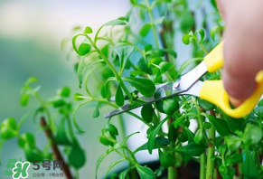救心菜苦不苦？救心菜怎么吃不苦？