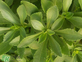 救心菜有毒嗎？救心菜怎么吃沒毒？