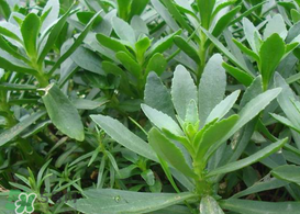 救心菜怎么種植？救心菜什么時候種？