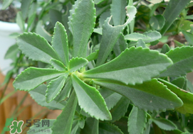 救心菜怎么種植？救心菜什么時候種？