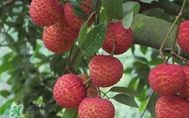 荔枝什么時(shí)候上市？荔枝什么時(shí)候成熟